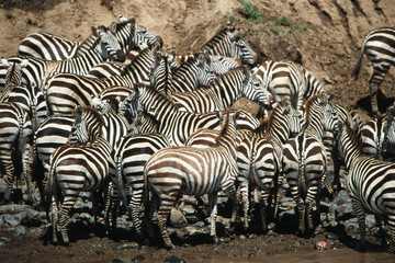 Fototapeta na wymiar Kenya, Maasai Mara National Reserve, Large group of Zebra near Mara River
