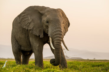 Fototapeta na wymiar East Africa, Kenya, Amboseli National Park, elephant (Loxodanta africana)