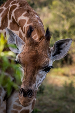 East Africa, Kenya, Nairobi, Langata, Hog Ranch