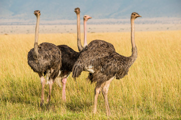 East Africa, Kenya, Maasai Mara National Reserve, Mara Conservancy, Mara Triangle, Mara River Basin, female Masai ostrich (Struthio camelus)