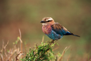 Kenya, Maasai Mara National Reserve, Lilac-Breasted Roller perching on tree