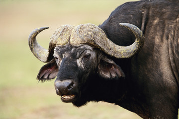 Kenya, Maasai Mara National Reserve, Close-up of Cape Buffalo