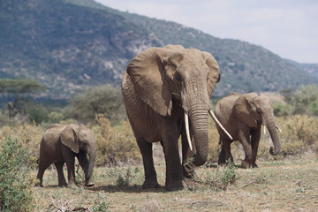 Kenya, Samburu National Reserve, Mother elephant walking with elephant calf