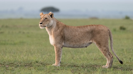 Africa, Kenya, Maasai Mara National Reserve. Close-up of lioness.