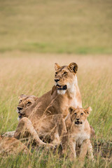 Fototapeta na wymiar East Africa, Kenya, Maasai Mara National Reserve, Mara Conservancy, Mara Triangle, Mara River Basin, lioness with cubs (Panthera leo)