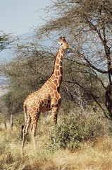 Kenya, Samburu National Reserve, Reticulated giraffe (Giraffa camelopardalis reticulata)