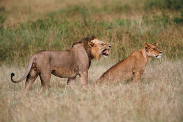 Plakat Kenya, Maasai Mara National Reserve, Male and female lion (Panthera Leo)
