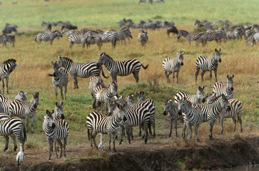 Fototapeta na wymiar Kenya, Maasai Mara National Reserve, Large herd of Burchell's Zebra (Equus Burchelli) grazing near Mara river