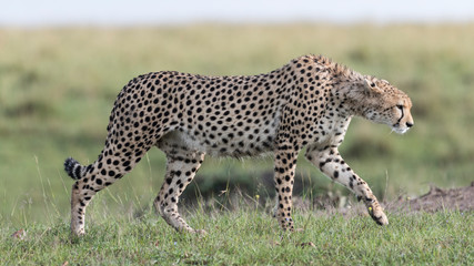 Naklejka na ściany i meble Africa, Kenya, Maasai Mara National Reserve. Stalking cheetah.