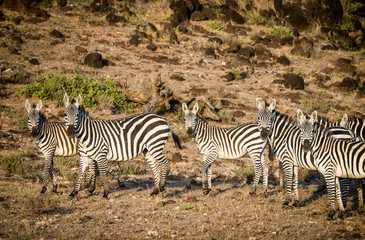 Fototapeta na wymiar East Africa, Kenya, Amboseli National Park, Burchell's zebras