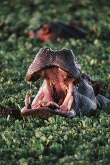 Hippopotamus with mouth open, Maasai Mara National Reserve, Africa