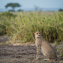 East Africa, Kenya, Amboseli National Park, female cheetah