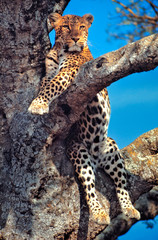 Africa, Kenya, Masai Mara NR. A watchful leopard rests in a tree in Masai Mara National Reserve, Kenya.