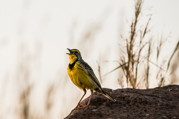 East Africa, Kenya, Maasai Mara National Reserve, Mara Conservancy, Mara Triangle, Mara River Basin, yellow-throated long claw, singing