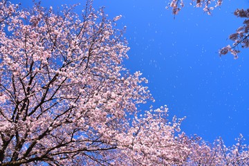 恩田川の桜