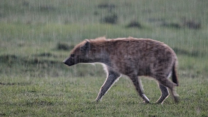 Africa, Kenya, Maasai Mara National Reserve. Spotted hyena in rain.