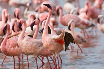 Obraz premium Kenya, Lake Nakuru National Park. Flamingos wade in shallow water of Lake Nakuru to feed on algae. Credit as: Dennis Kirkland / Jaynes Gallery / DanitaDelimont.com