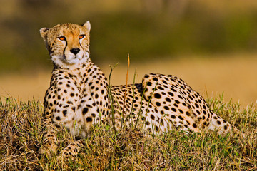 A Cheetah in the brush at the Maasai Mara Kenya. 