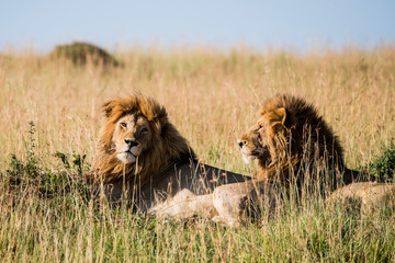East Africa, Kenya, Maasai Mara National Reserve, Mara Conservancy, Mara Triangle, Mara River Basin, 2 male lion in the grass (Panthera leo) © Alison Jones/Danita Delimont