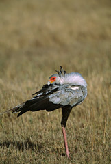Africa, Kenya, Masai Mara. A Secretary Bird (Sagittarius serpentarius), a large raptor that spends most of its time hunting on the ground
