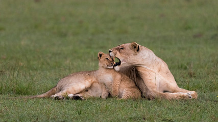 Fototapeta na wymiar Africa, Kenya, Maasai Mara National Reserve. Lioness correcting her cub.