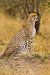 A Cheetah in the brush at the Maasai Mara Kenya. 