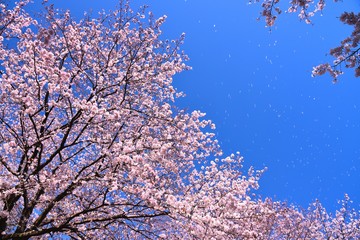 恩田川の桜