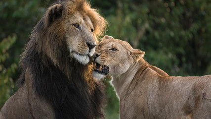 Africa, Kenya, Maasai Mara National Reserve. Lion and lioness interaction.