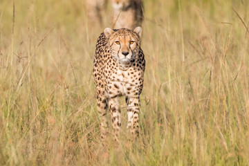 Africa, Kenya, Masai Mara National Reserve. Cheetah (Acinonyx Jubatus).