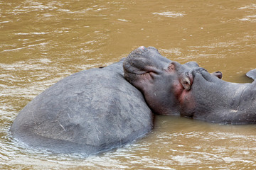 Kenya, Masai Mara. Hippopotamus resting head on back on another hippo. Credit as: Dennis Kirkland / Jaynes Gallery / DanitaDelimont.com