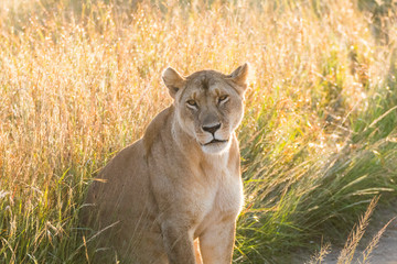 Africa, Kenya, Masai Mara National Reserve. African Lion (Panthera leo) female.