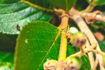 Nice green spider with dots on body sitting on green leaf