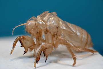 exuvie de cigale en macro (1X-5X) focus stacking