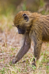 Baboons hanging around the bush in the Maasai Mara Kenya. 