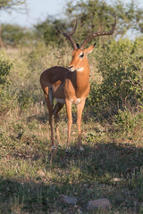 Africa, Kenya, Samburu National Reserve. Impala, Aepyceros Melampus.
