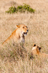 Lion cub with lioness (Panthera leo), Maasai Mara National Reserve, Kenya.