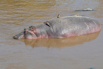 Fototapeta premium Africa, Kenya, Masai Mara National Reserve, Mara River. Hippopotamus (Hippopotamus amphibius). Red-billed Oxpecker (Buphagus erythrorhynchus) on back.