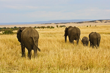 A African Elephant grazing in the fields of the Maasai Mara Kenya. 