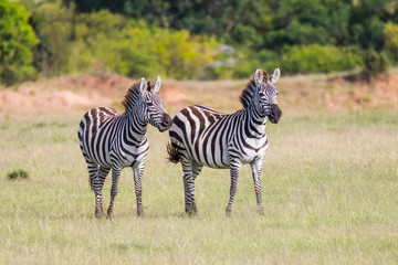 Fototapeta na wymiar Africa, Kenya, Masai Mara National Reserve. Plains Zebra, Equus quagga.