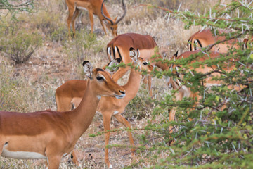 Africa, Kenya, Samburu National Reserve. Impala.