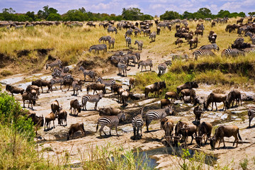 Crossing of the Mara River by Zebras and Wildebeest, migrating in the Maasai Mara Kenya. 