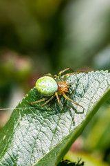 Nice green spider with dots on body sitting on green leaf