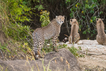 Africa, Kenya, Masai Mara National Reserve. Cheetah (Acinonyx Jubatus).