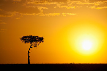 Fototapeta na wymiar Silhouette of tree on plain, Masai Mara National Reserve, Kenya