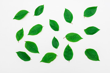 Scattered green leaves, white background, top view