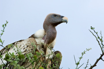 Kenya, Masai Mara. White-back vulture in a tree. Credit as: Dennis Kirkland / Jaynes Gallery / DanitaDelimont.com
