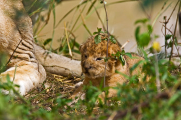 Two week old baby lion cubs with mother beside them in the Maasai Mara Kenya. 