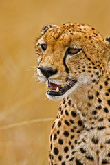 A Cheetah in the brush at the Maasai Mara Kenya. 