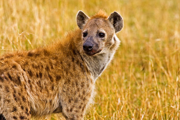 A spotted Hyena in the bush on the Maasai Mara Kenya. 