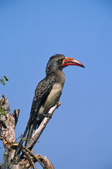 Africa, Kenya, Masai Mara. Hemprich's Hornbill (Tockus hemprichii)